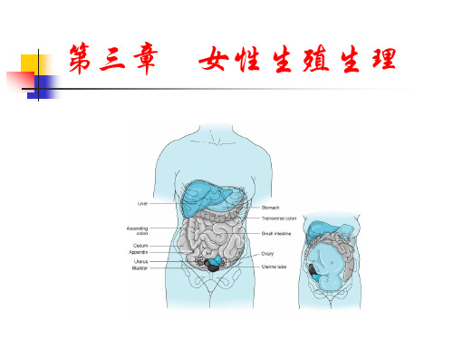 女性生殖生理