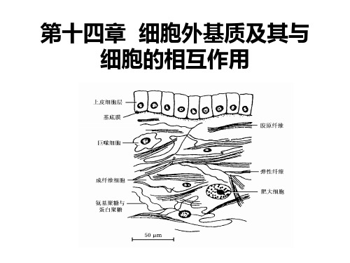 细胞外基质