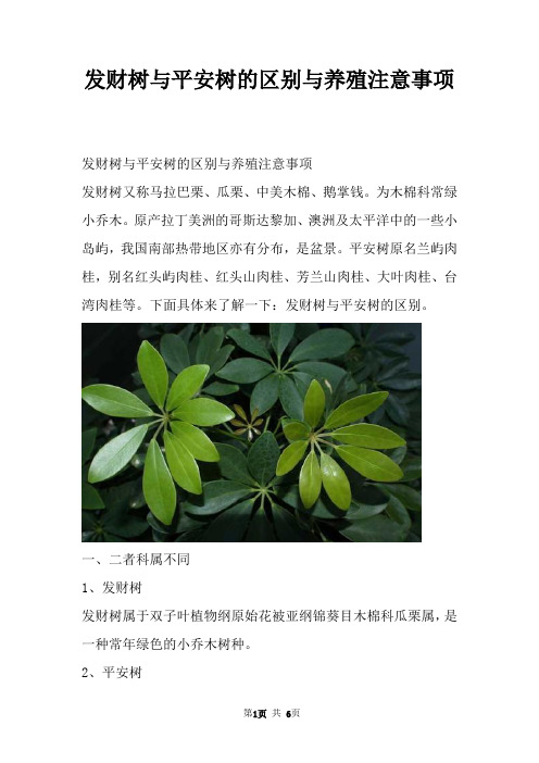 发财树与平安树的区别与养殖注意事项