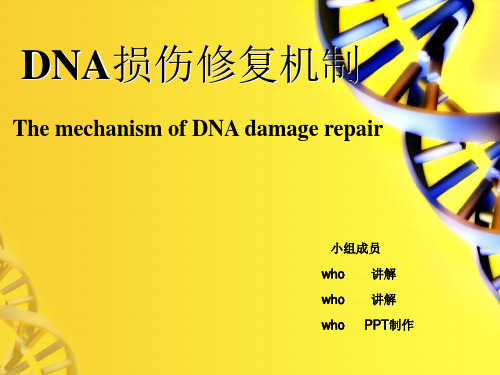 DNA损伤修复机制.