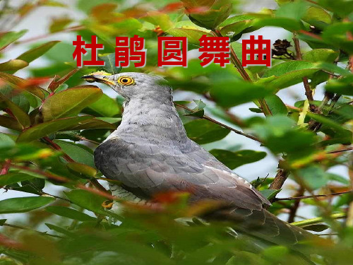 《杜鹃圆舞曲》PPT课件 图文