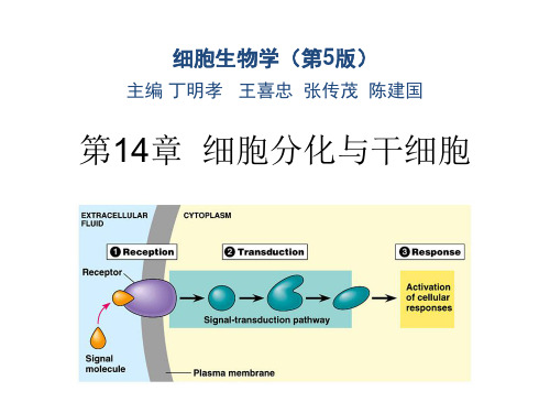 细胞生物学(第五版)-第14章 细胞分化与干细胞