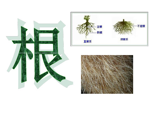 植物根系的生理活性 优质课件