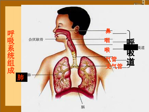 七年级生物下册第四单元生物圈中的人第十章人体内的物质运输和能量供给第三节人体和外界环境的气体交换课件