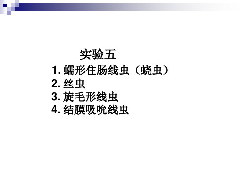 寄生虫课件第五次：、丝虫、旋毛虫 蛲虫