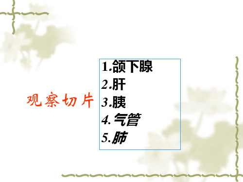 实验8消化腺呼吸系统的观察组织学与胚胎学实验课件