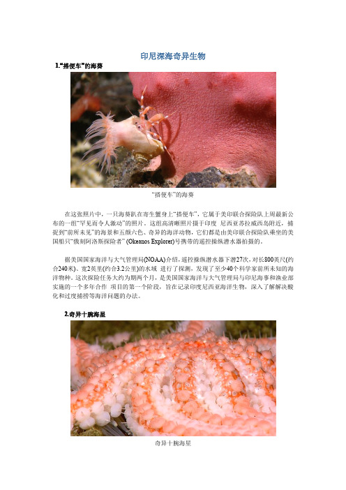 印尼深海奇异生物