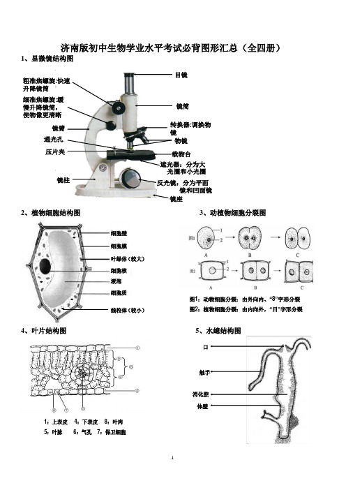 济南版初中生物学业水平考试必背图形汇总(全四册、最全、最细、最实用、适合打印)