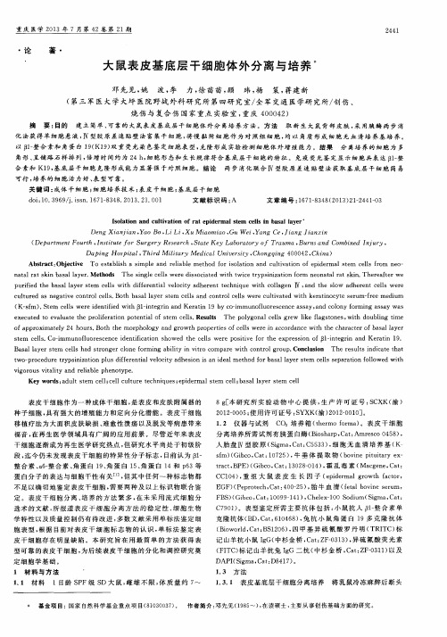 大鼠表皮基底层干细胞体外分离与培养