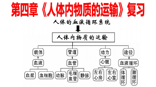 人教版七年级下册生物第四章《人体内的物质运输》复习课件(共13张PPT)