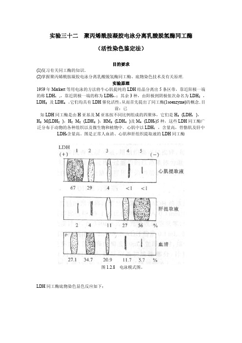 实验三十二聚丙烯酰胺凝胶电泳分离乳酸脱氢酶同工酶（活性染色鉴定