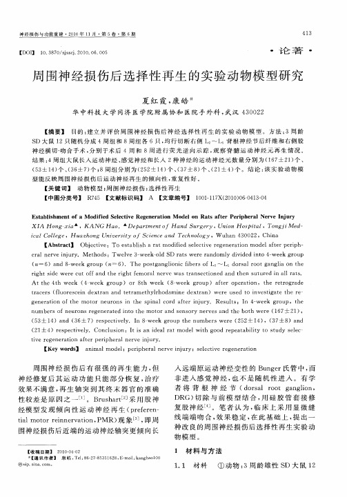 周围神经损伤后选择性再生的实验动物模型研究