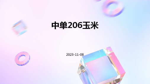 中单206玉米