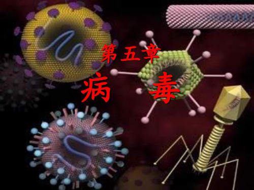 人教版八年级上册生物课件   5-5     病毒