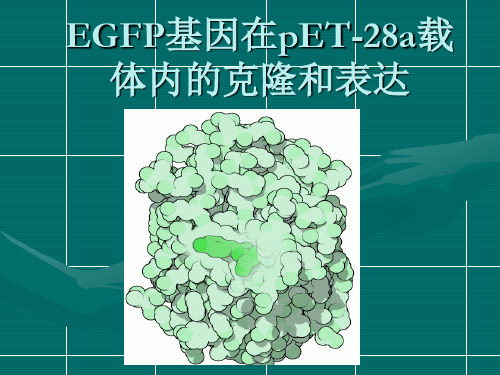 前言 EGFP基因的克隆及表达