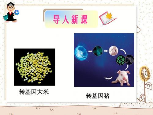 4.1 转基因生物的安全性