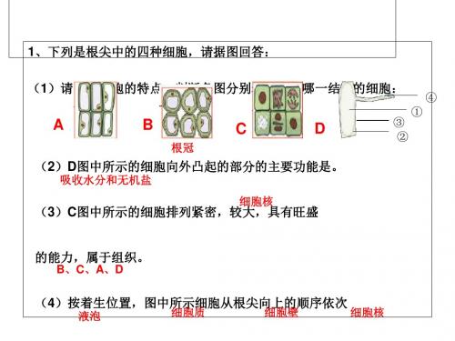 芽的类型和结构PPT课件1