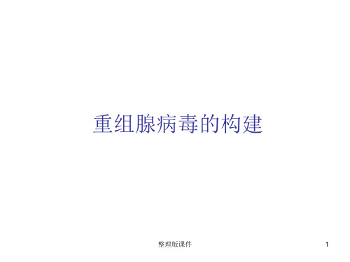 腺病毒载体构建ppt课件