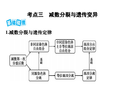 减数分裂与遗传变异优秀课件