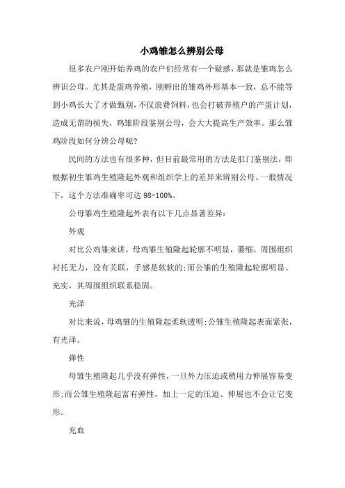 小鸡雏怎么辨别公母