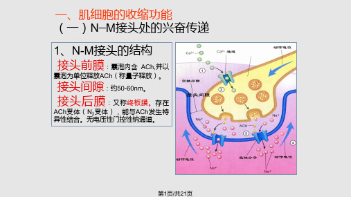 骨骼肌的收缩原理PPT课件