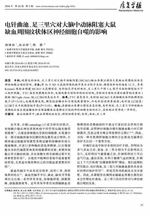 电针曲池、足三里穴对大脑中动脉阻塞大鼠缺血周围纹状体区神经细