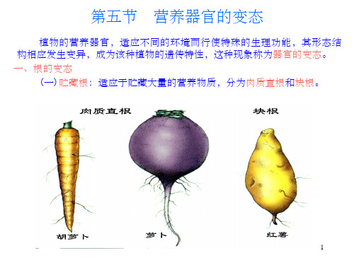 植物器官的变态 ppt