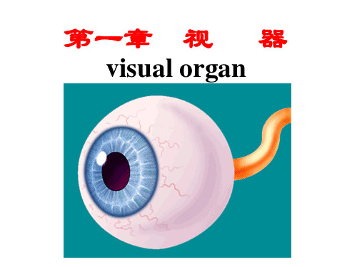 视器1——眼球