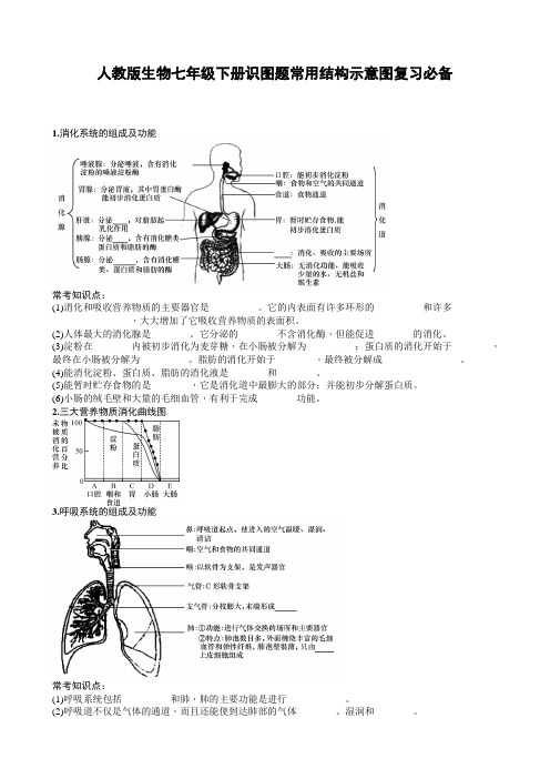 2020--2021学年人教版生物七年级下册识图题常用结构示意图专项复习(含答案)