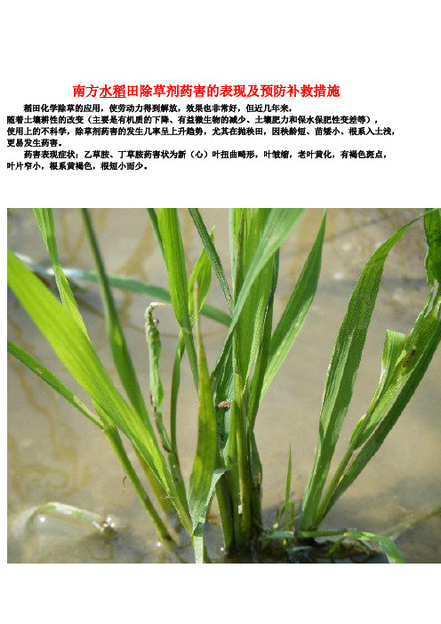 南方水稻田除草剂药害的表现及预防补救措施