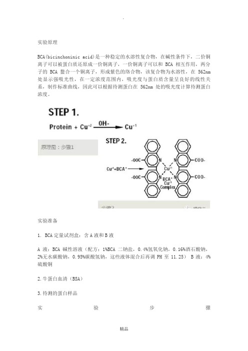 蛋白质定量：(BCA法)