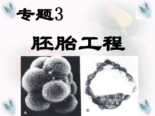 专题31体内受精和早期胚胎发育PPT课件