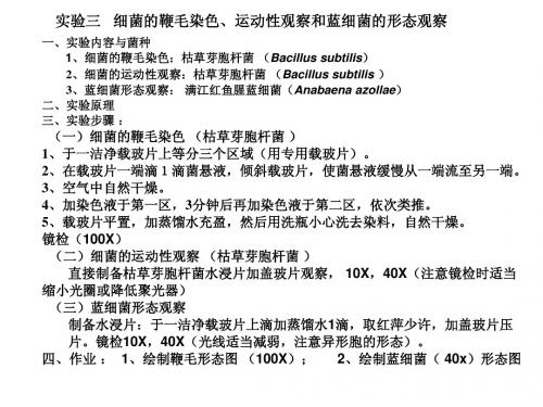 3鞭毛染色和蓝细菌