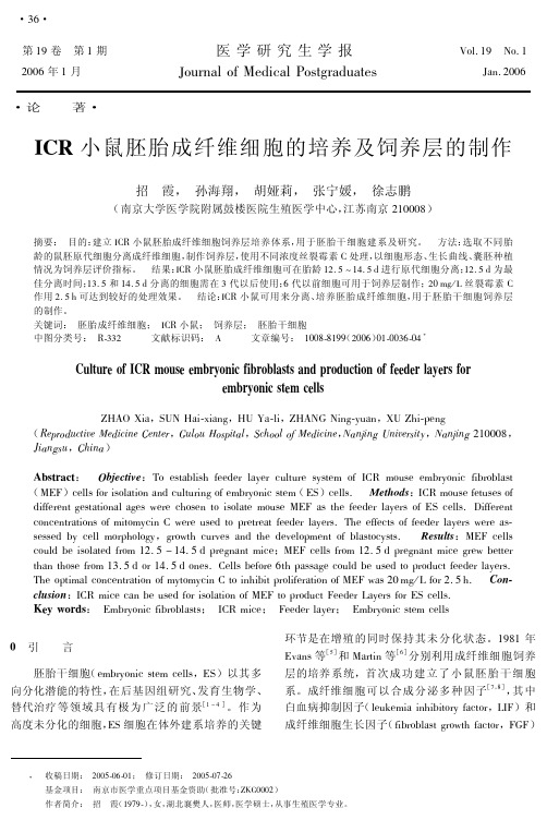 ICR小鼠胚胎成纤维细胞的培养及饲养层的制作