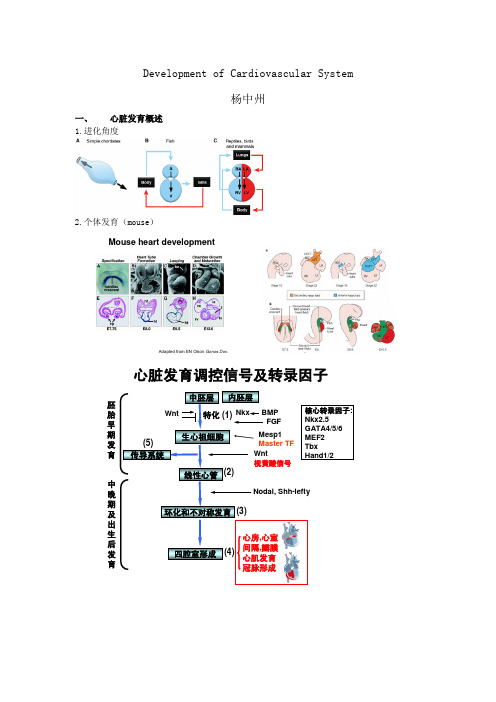 10心血管系统发育-杨中州