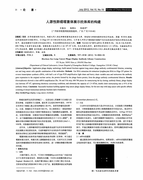 人源性肺癌噬菌体展示抗体库的构建