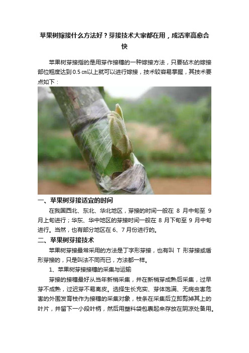 苹果树嫁接什么方法好？芽接技术大家都在用，成活率高愈合快