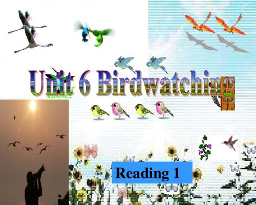 江苏新教材牛津英语八年级上Unit 6 Birdwatcing Reading 1