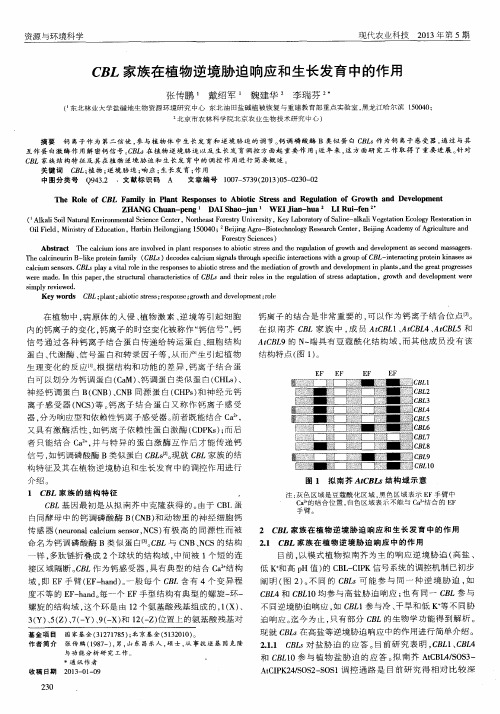 CBL家族在植物逆境胁迫响应和生长发育中的作用