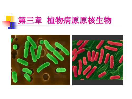 第三章植物病原原核生物