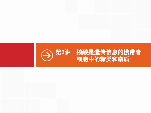 2021版山东新高考生物人教大一轮复习课件：第3讲 核酸是遗传信息的携带者 细胞中的糖类和脂质