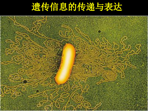 人教版教学遗传信息的传递与表达ppt课件