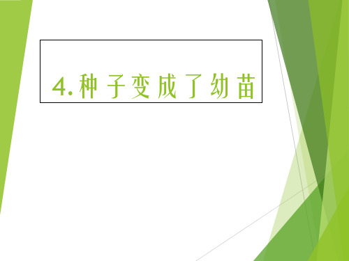 三年级下册科学优质课件-1.4种子变成了幼苗-教科版(三起) (5)
