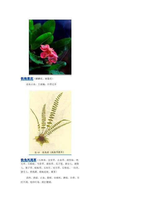 3000种中医药材第2201-2300种