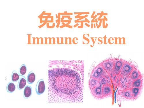 人体胚胎学-免疫系统  PPT课件