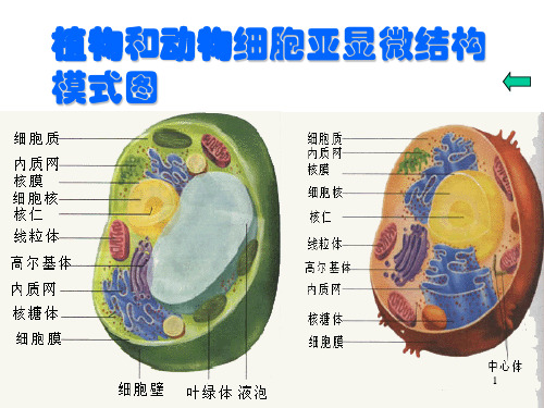 植物和动物细胞亚显微结构模式图