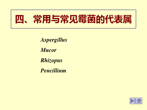 常见霉菌图片