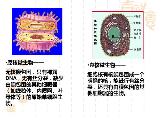 遗传物质的基础PPT课件