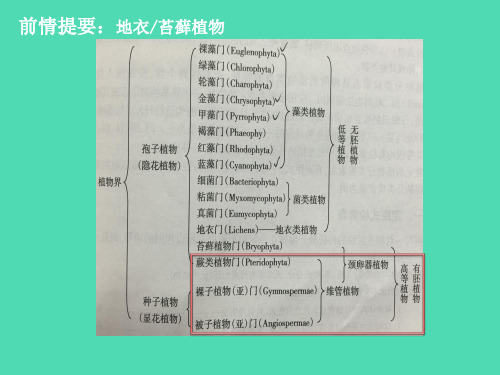 药用植物学 蕨类植物门Pteridophyta