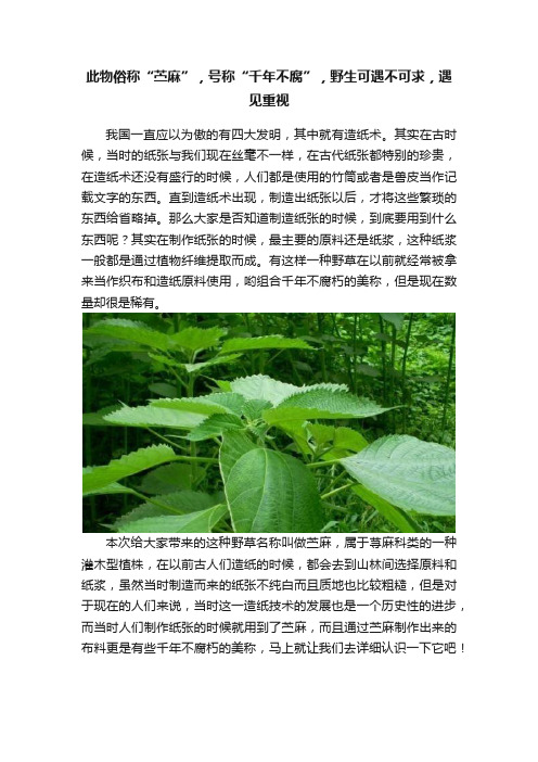 此物俗称“苎麻”，号称“千年不腐”，野生可遇不可求，遇见重视